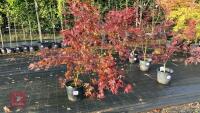 ACER PALMATUM BLOODGOOD