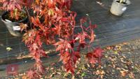 ACER PALMATUM BLOODGOOD - 2