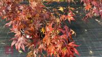 ACER PALMATUM BLOODGOOD - 3