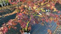ACER PALMATUM BLOODGOOD - 4