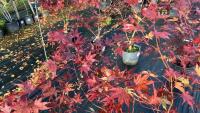 ACER PALMATUM BLOODGOOD - 5