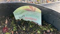 ACER PALMATUM BLOODGOOD - 6