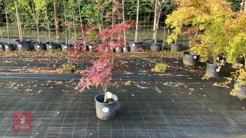 ACER PALMATUM BLOODGOOD (BLOODGOOD JAPAN