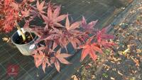 ACER PALMATUM BLOODGOOD (BLOODGOOD JAPAN - 2