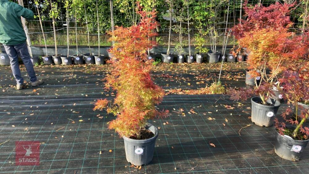 ACER PALMATUM JERRY SCHWARTZ
