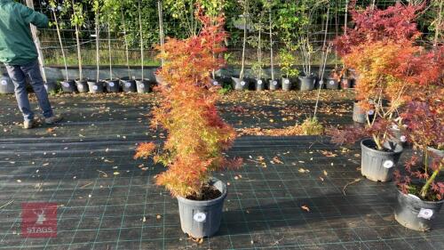 ACER PALMATUM JERRY SCHWARTZ