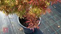 ACER PALMATUM JERRY SCHWARTZ - 3