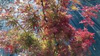ACER PALMATUM JERRY SCHWARTZ - 4