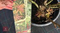 ACER PALMATUM JERRY SCHWARTZ - 7