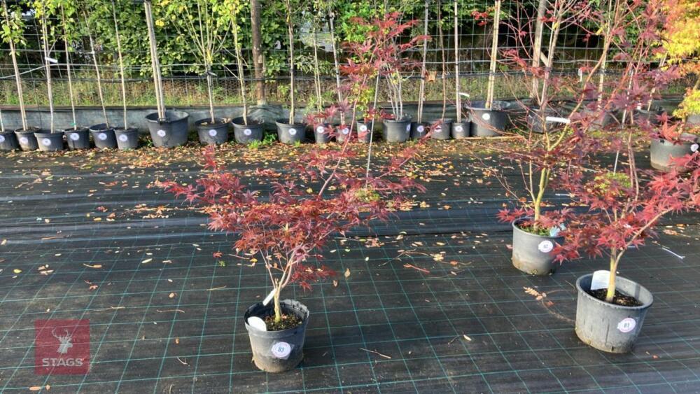 ACER PALMATUM BLOODGOOD (BLOODGOOD JAPAN
