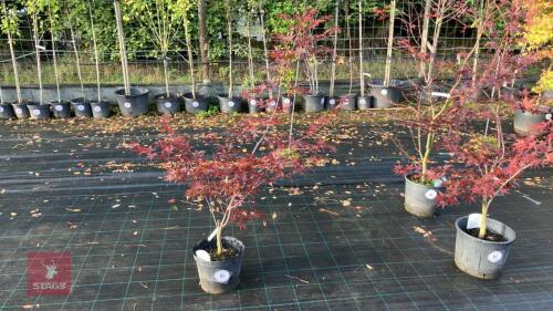 ACER PALMATUM BLOODGOOD (BLOODGOOD JAPAN