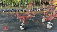 ACER PALMATUM BLOODGOOD (BLOODGOOD JAPAN