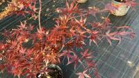 ACER PALMATUM BLOODGOOD (BLOODGOOD JAPAN - 2