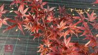 ACER PALMATUM BLOODGOOD (BLOODGOOD JAPAN - 3