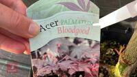 ACER PALMATUM BLOODGOOD (BLOODGOOD JAPAN - 6