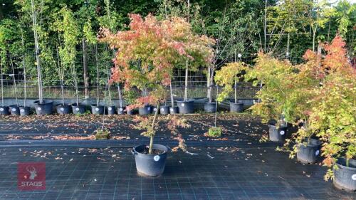 ACER PALMATUM ORANGE DREAM (ORANGE DREAM