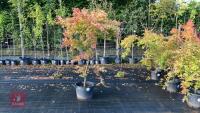 ACER PALMATUM ORANGE DREAM (ORANGE DREAM - 2