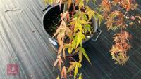 ACER PALMATUM ORANGE DREAM (ORANGE DREAM - 3