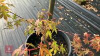 ACER PALMATUM ORANGE DREAM (ORANGE DREAM - 4
