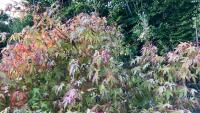 ACER PALMATUM ORANGE DREAM (ORANGE DREAM - 6