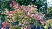 ACER PALMATUM ORANGE DREAM (ORANGE DREAM - 7