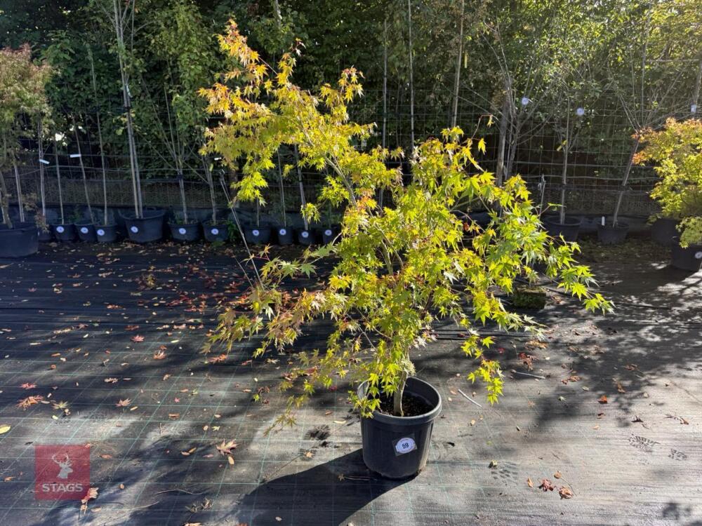 ACER PALMATUM ORANGE DREAM (ORANGE DREAM