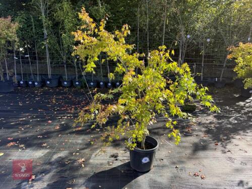 ACER PALMATUM ORANGE DREAM (ORANGE DREAM