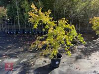ACER PALMATUM ORANGE DREAM (ORANGE DREAM