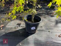 ACER PALMATUM ORANGE DREAM (ORANGE DREAM - 2