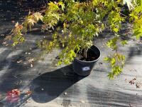 ACER PALMATUM ORANGE DREAM (ORANGE DREAM - 3