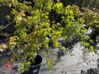 ACER PALMATUM ORANGE DREAM (ORANGE DREAM - 4