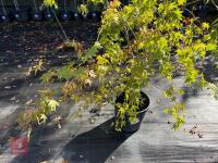 ACER PALMATUM ORANGE DREAM (ORANGE DREAM - 6