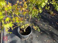 ACER PALMATUM ORANGE DREAM (ORANGE DREAM - 7
