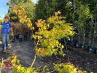 ACER PALMATUM ORANGE DREAM (ORANGE DREAM - 8