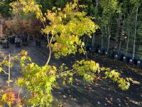 ACER PALMATUM ORANGE DREAM (ORANGE DREAM - 9