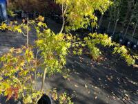 ACER PALMATUM ORANGE DREAM (ORANGE DREAM - 10