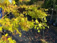 ACER PALMATUM ORANGE DREAM (ORANGE DREAM - 11