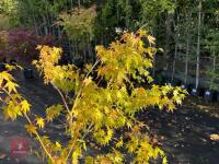 ACER PALMATUM ORANGE DREAM (ORANGE DREAM - 12