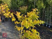 ACER PALMATUM ORANGE DREAM (ORANGE DREAM - 13