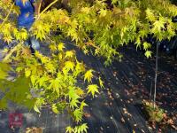 ACER PALMATUM ORANGE DREAM (ORANGE DREAM - 14