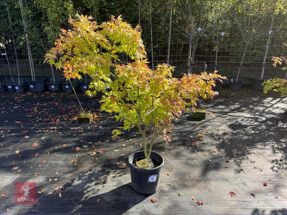 ACER PALMATUM ORANGE DREAM (ORANGE DREAM