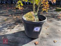 ACER PALMATUM ORANGE DREAM (ORANGE DREAM - 2