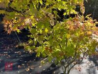ACER PALMATUM ORANGE DREAM (ORANGE DREAM - 3