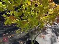 ACER PALMATUM ORANGE DREAM (ORANGE DREAM - 4