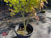ACER PALMATUM ORANGE DREAM (ORANGE DREAM - 5