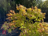 ACER PALMATUM ORANGE DREAM (ORANGE DREAM - 6