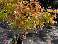 ACER PALMATUM ORANGE DREAM (ORANGE DREAM - 7