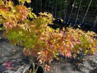 ACER PALMATUM ORANGE DREAM (ORANGE DREAM - 8
