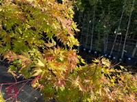 ACER PALMATUM ORANGE DREAM (ORANGE DREAM - 9