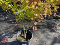 ACER PALMATUM ORANGE DREAM (ORANGE DREAM - 10
